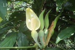 Syngonium angustatum