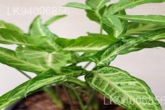 Syngonium angustatum