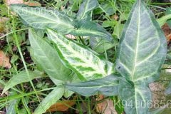 Syngonium angustatum