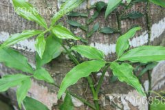 Syngonium angustatum