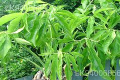 Syngonium angustatum