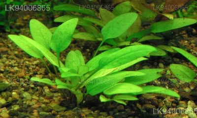 Cryptocoryne walkeri