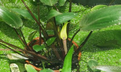 Cryptocoryne walkeri