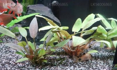 Cryptocoryne walkeri