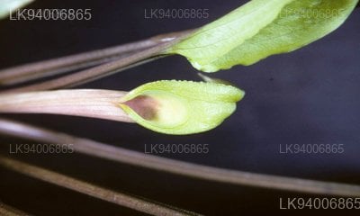 Cryptocoryne walkeri