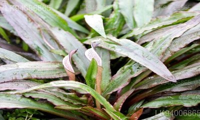 Cryptocoryne walkeri