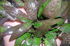 Cryptocoryne alba