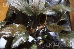 Cryptocoryne alba