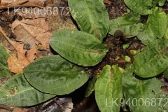 Cryptocoryne alba