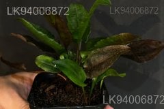 Cryptocoryne alba