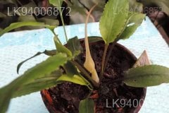 Cryptocoryne alba