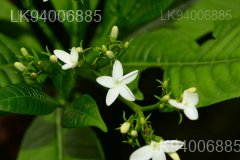 Rauvolfia densifolia