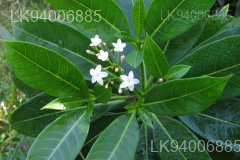Rauvolfia densifolia
