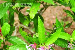 Rauvolfia densifolia