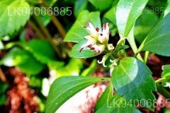 Rauvolfia densifolia