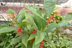 Rauvolfia densifolia