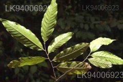 Polyalthia coffeoides