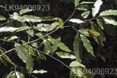Polyalthia coffeoides