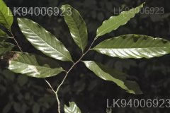 Polyalthia coffeoides