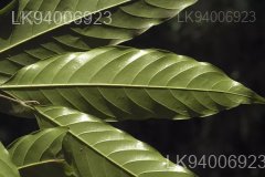 Polyalthia coffeoides