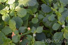 Trianthema portulacastrum