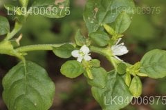 Trianthema portulacastrum