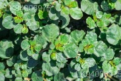 Trianthema portulacastrum