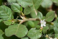 Trianthema portulacastrum