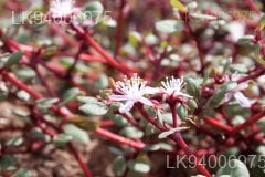 Trianthema portulacastrum