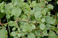 Trianthema portulacastrum