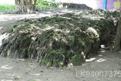 Arippu Fort