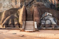 Lion's Paw Terrace