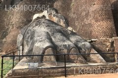 Lion's Paw Terrace