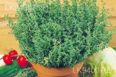 sweet basil