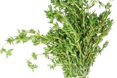 sweet basil