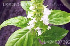 sweet basil