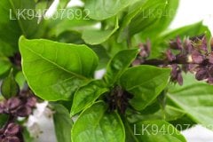 sweet basil