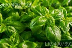 sweet basil