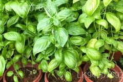 sweet basil