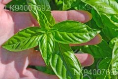 sweet basil