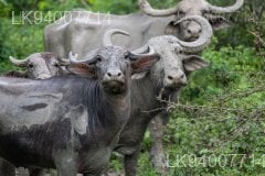 Madhu Road National Park