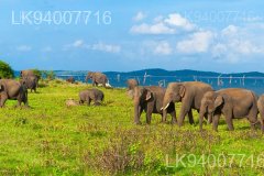 Somawathiya National Park