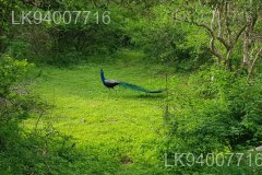 Somawathiya National Park