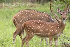 Somawathiya National Park