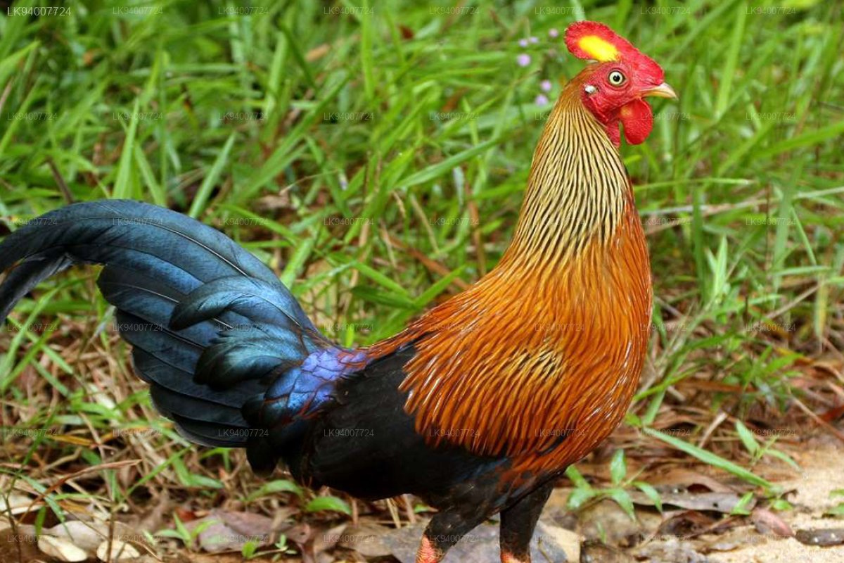 Junglefowl