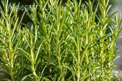 Rosemary
