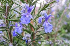 Rosemary