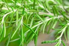 Rosemary
