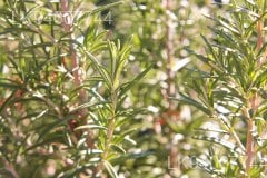 Rosemary