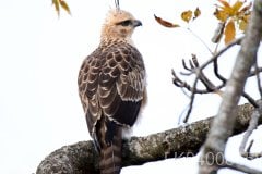 Mountain hawk-eagle